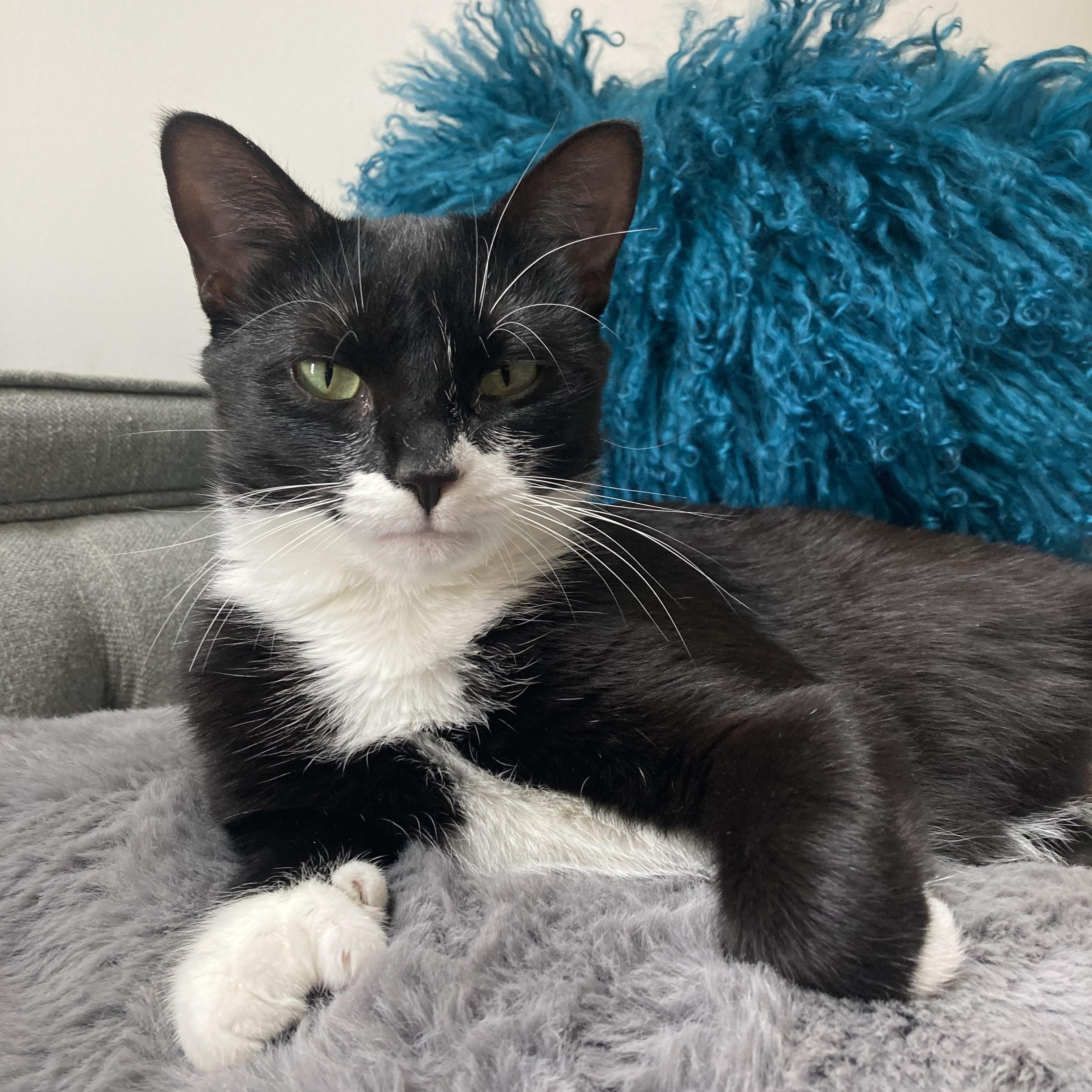 Enlarge Lady Zora, a Adoptable Domestic Short Hair in Terrebonne, QC image 6/6