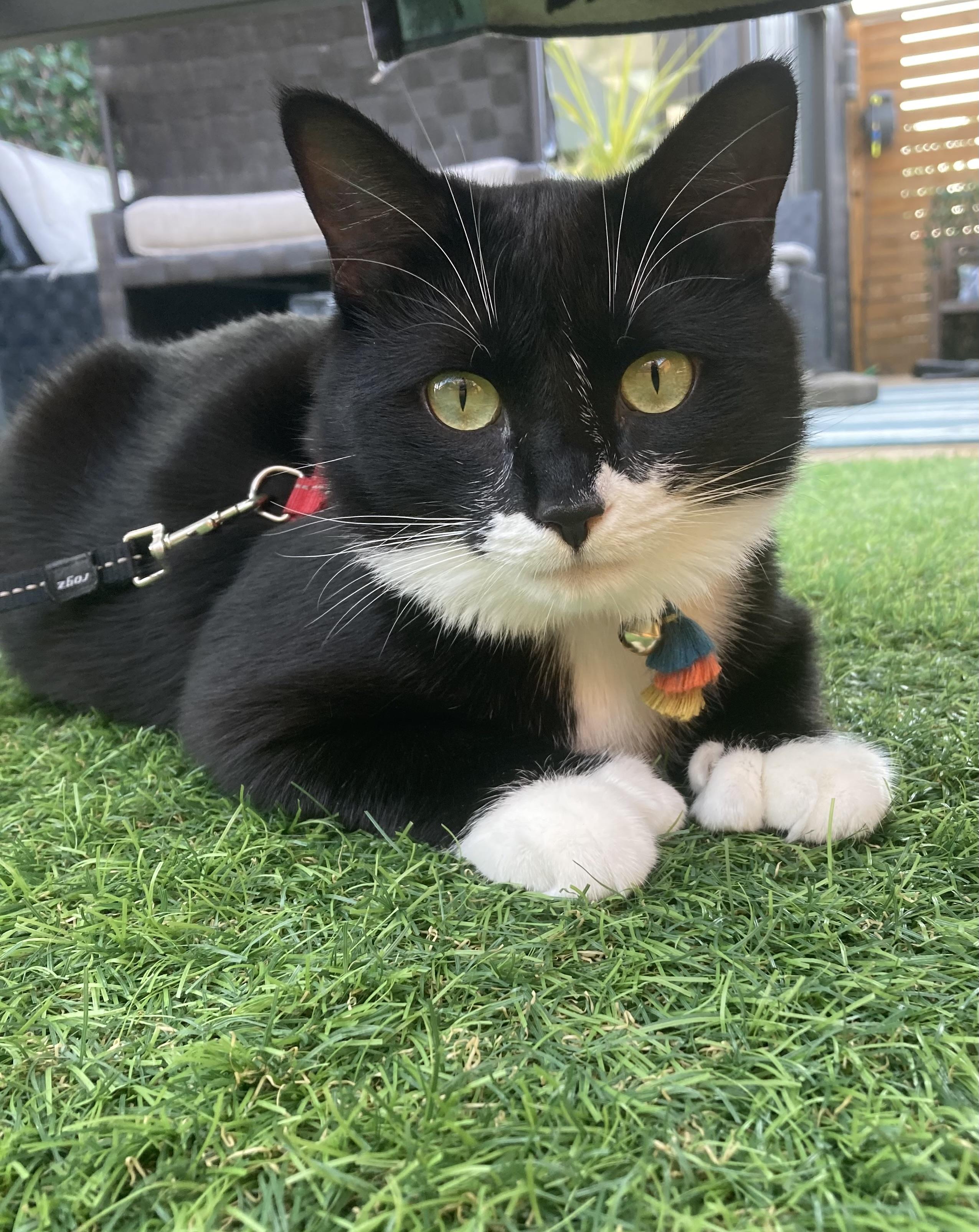 Enlarge Lady Zora, a Adoptable Domestic Short Hair in Terrebonne, QC image 1/6