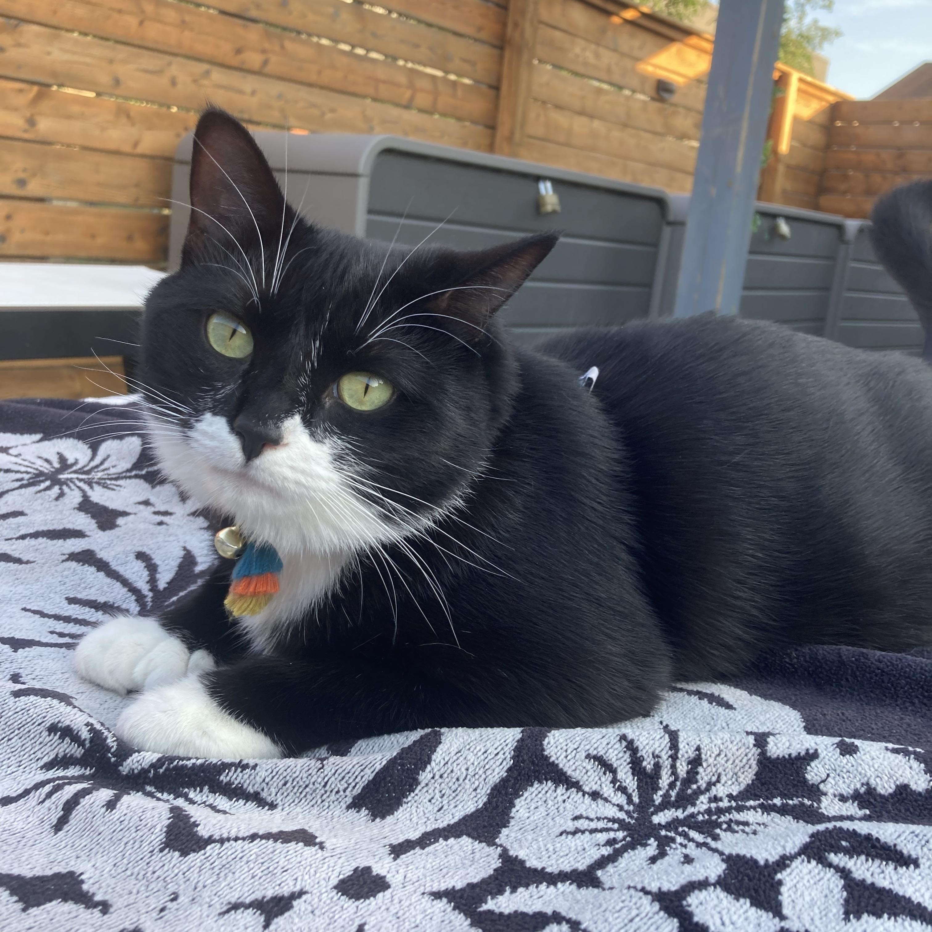 Enlarge Lady Zora, a Adoptable Domestic Short Hair in Terrebonne, QC image 2/6