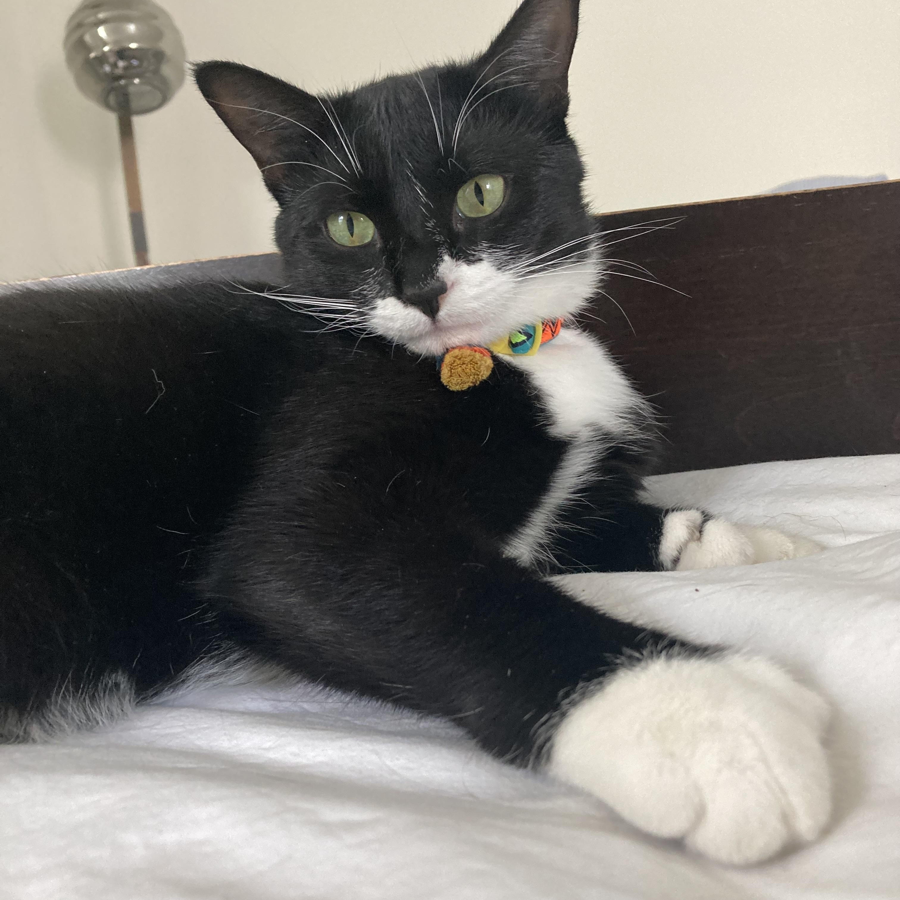 Enlarge Lady Zora, a Adoptable Domestic Short Hair in Terrebonne, QC image 5/6