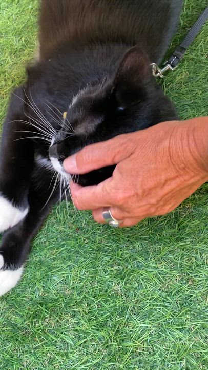 Enlarge Lady Zora, a Adoptable Domestic Short Hair in Terrebonne, QC video 4/6