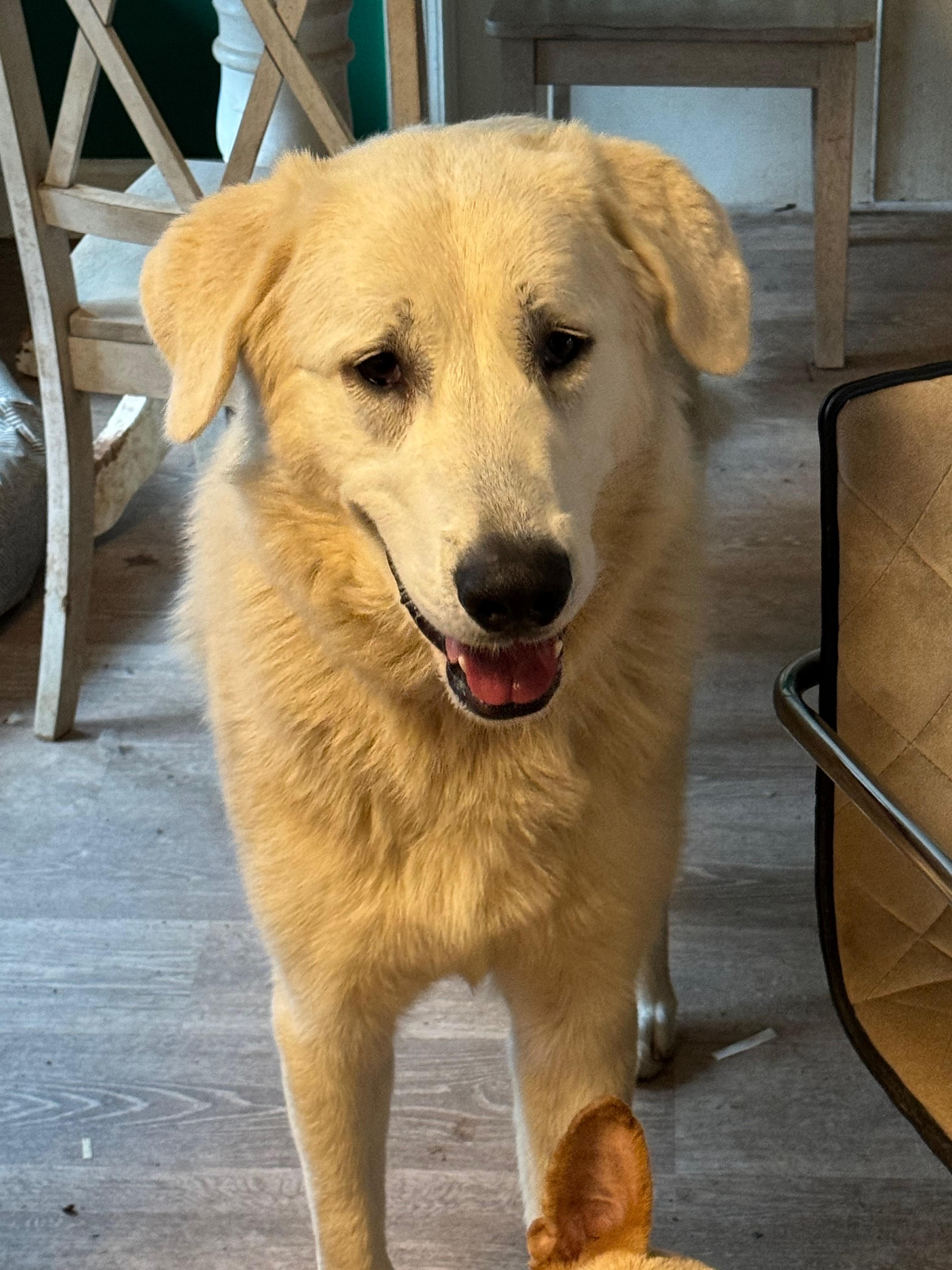 Hans, a Adopted Great Pyrenees in Raleigh, NC image 2/5