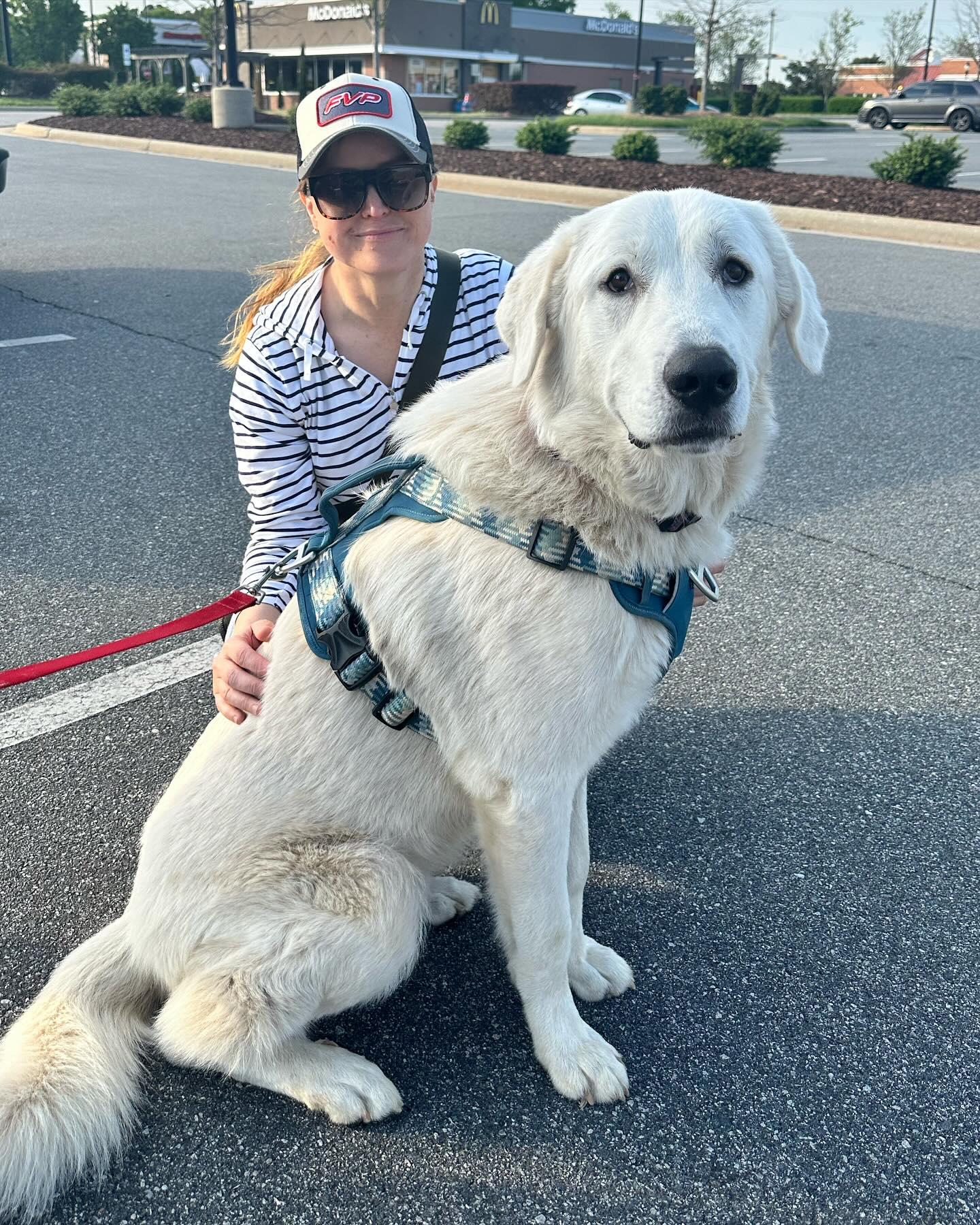 Hans, a Adopted Great Pyrenees in Raleigh, NC image 5/5