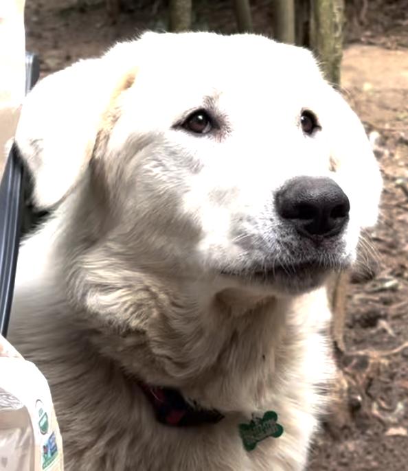 Enlarge Hans, a Adopted Great Pyrenees in Raleigh, NC image 3/3