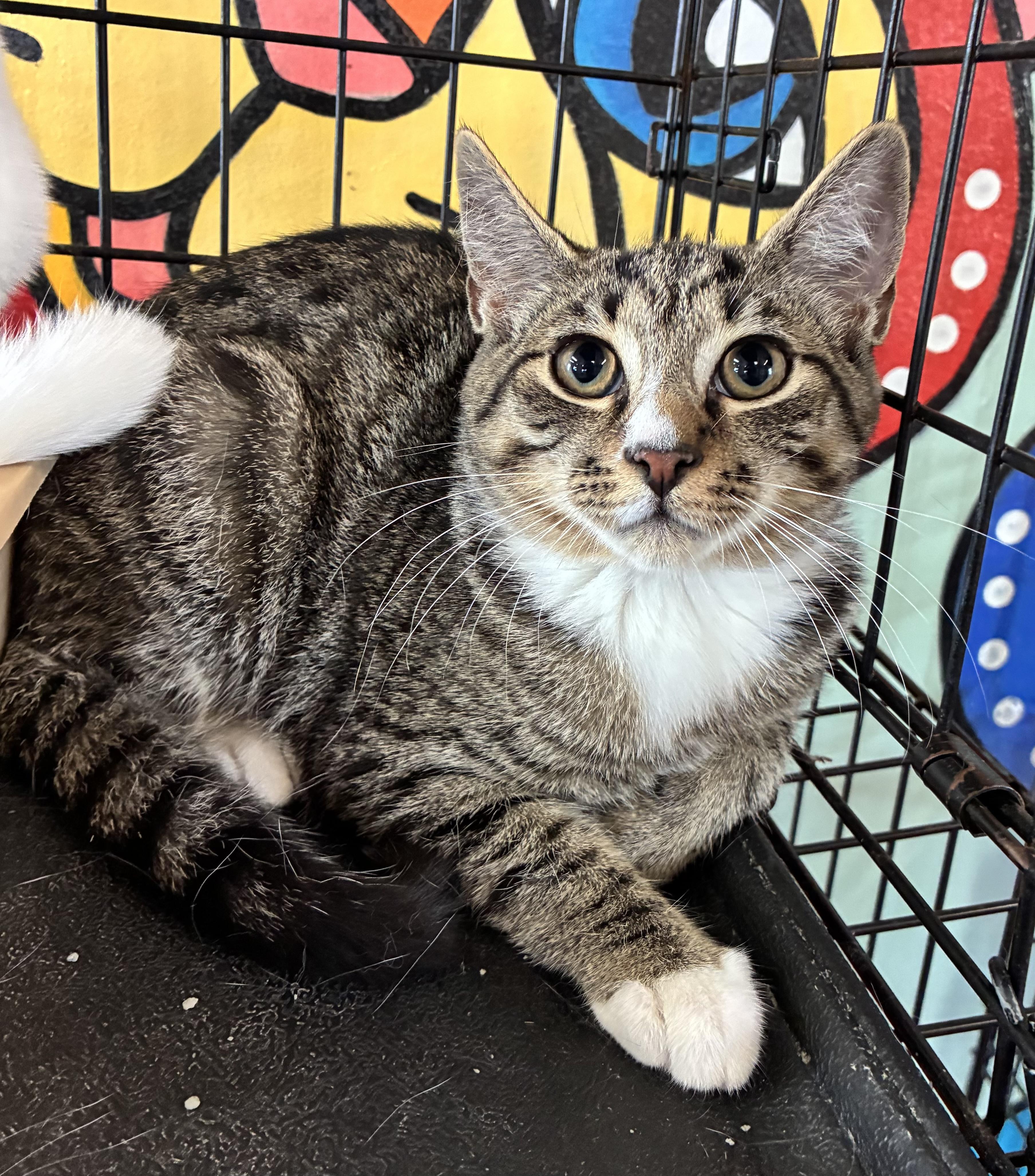 Enlarge Dune, a ADOPTABLE Domestic Short Hair in Breinigsville, PA image 1/2