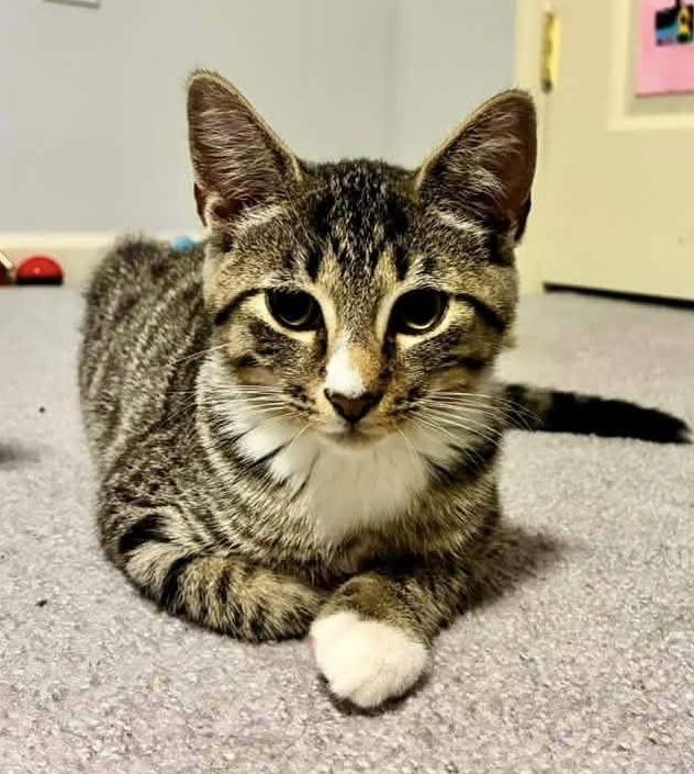 Enlarge Dune, a ADOPTABLE Domestic Short Hair in Breinigsville, PA image 2/2