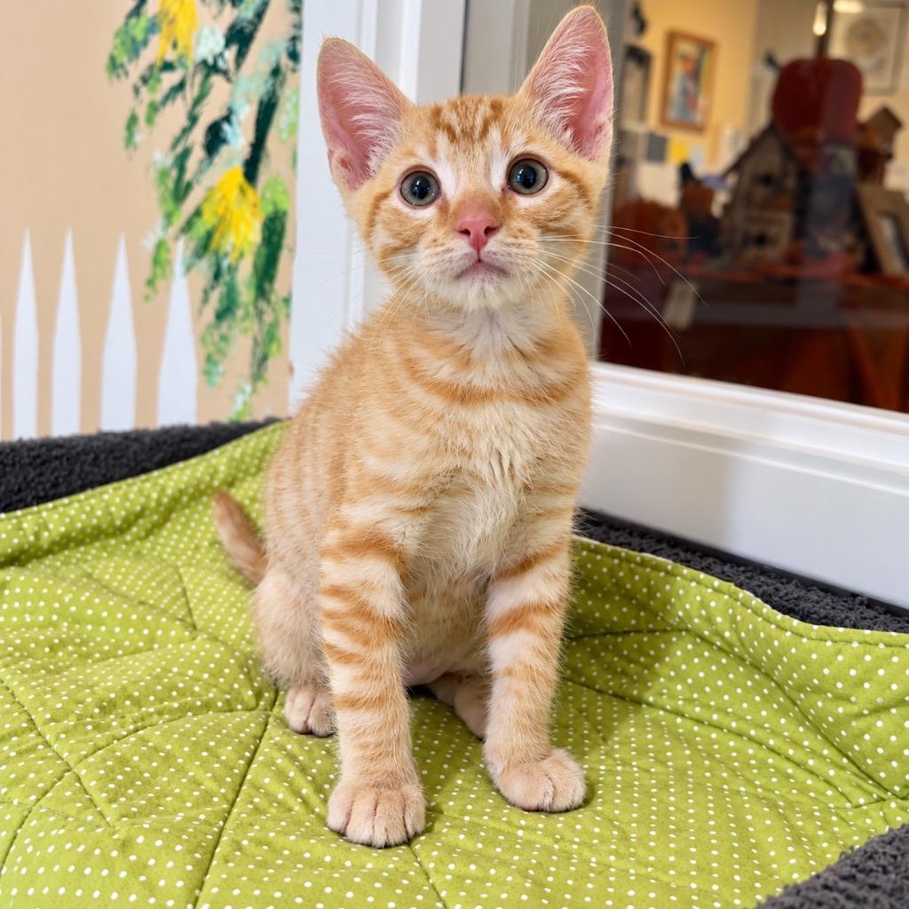Cheddar, Adoptable, Kitten Male Domestic Short Hair.