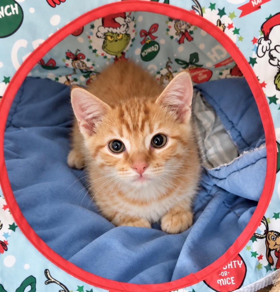 Enlarge Cheddar, a Adoptable mixed breed in Cambria, CA image 3/3