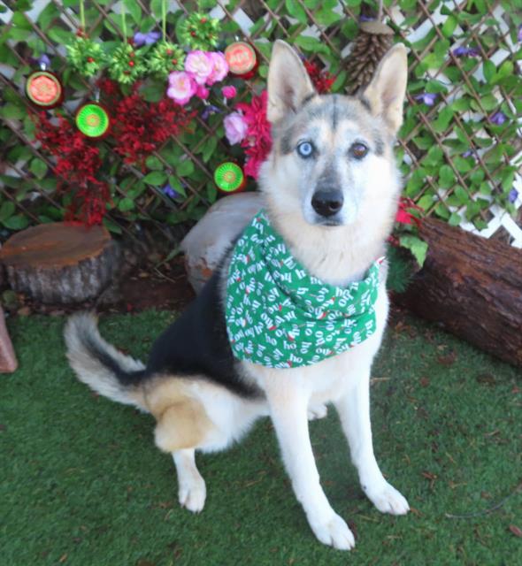 BABY GIRL, Adoptable, Adult Female Siberian Husky & German Shepherd Dog.