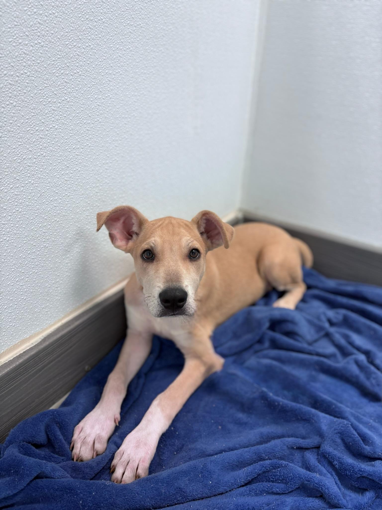 Papercut in NH. Come Meet our Adoptable Dogs Wednesday-Saturday. More info in Bio, a ADOPTABLE mixed breed in Manchester, NH image 2/3