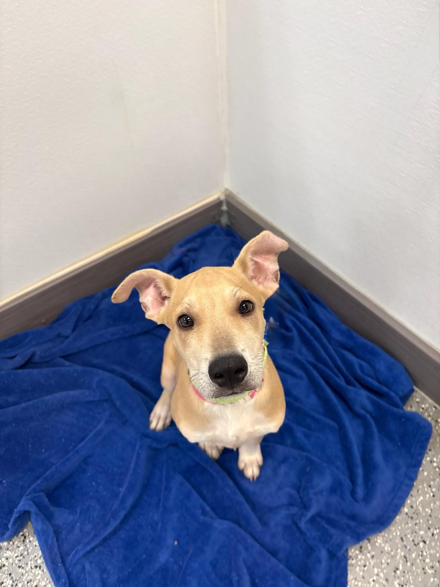 Papercut in NH. Come Meet our Adoptable Dogs Wednesday-Saturday. More info in Bio, ADOPTABLE, Puppy Male Labrador Retriever.