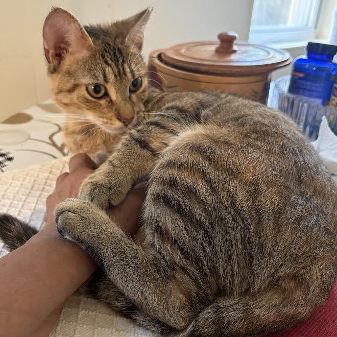 Enlarge Papaya, a Adoptable American Shorthair in Union City, NJ image 6/6