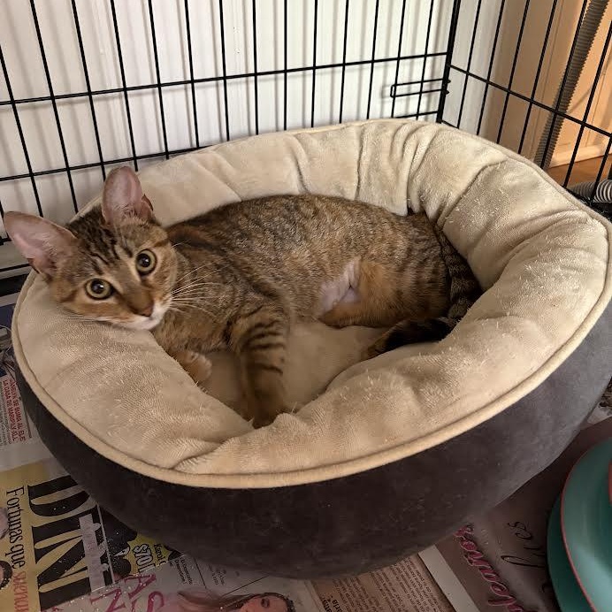 Enlarge Papaya, a Adoptable American Shorthair in Union City, NJ image 3/6