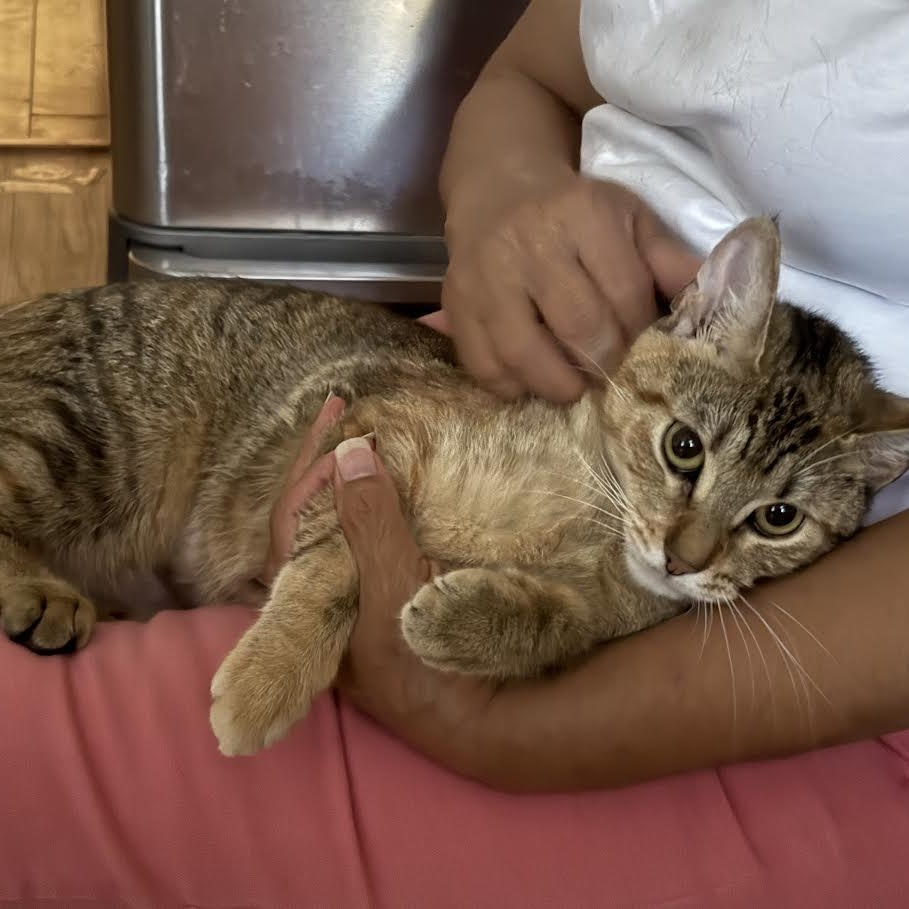 Enlarge Papaya, a Adoptable American Shorthair in Union City, NJ image 4/6