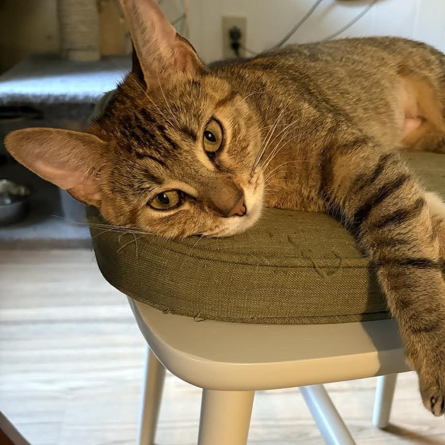 Papaya, Adoptable, Adult Female American Shorthair.