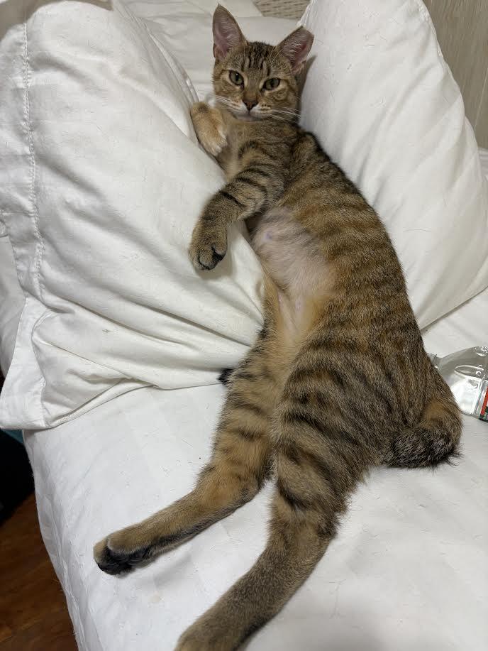 Enlarge Papaya, a Adoptable American Shorthair in Union City, NJ image 2/6