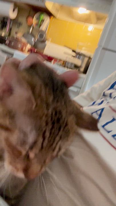 Enlarge Papaya, a Adoptable American Shorthair in Lincoln Park, NJ video 6/6