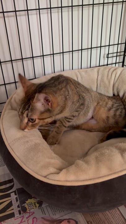 Enlarge Papaya, a Adoptable American Shorthair in Union City, NJ video 5/6