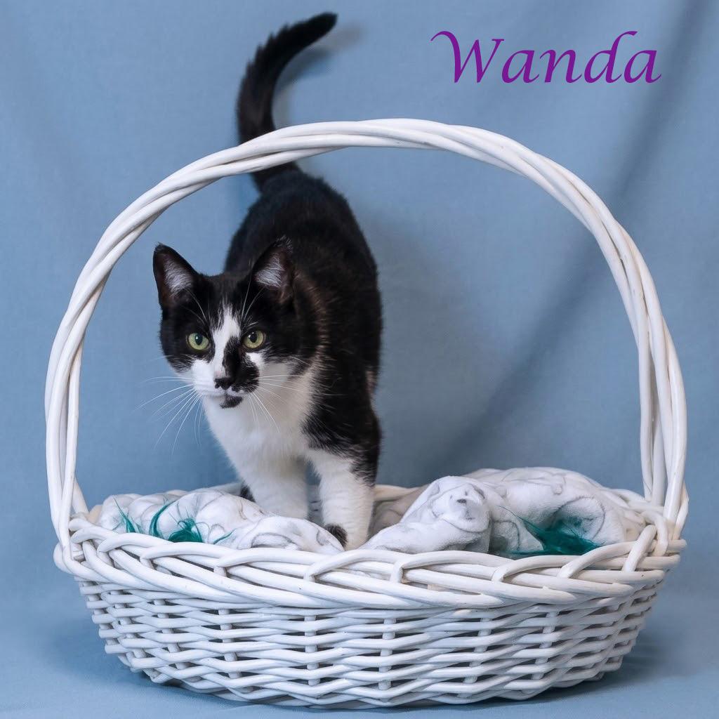 Wanda C26-135, Adoptable, Senior Female Domestic Short Hair.