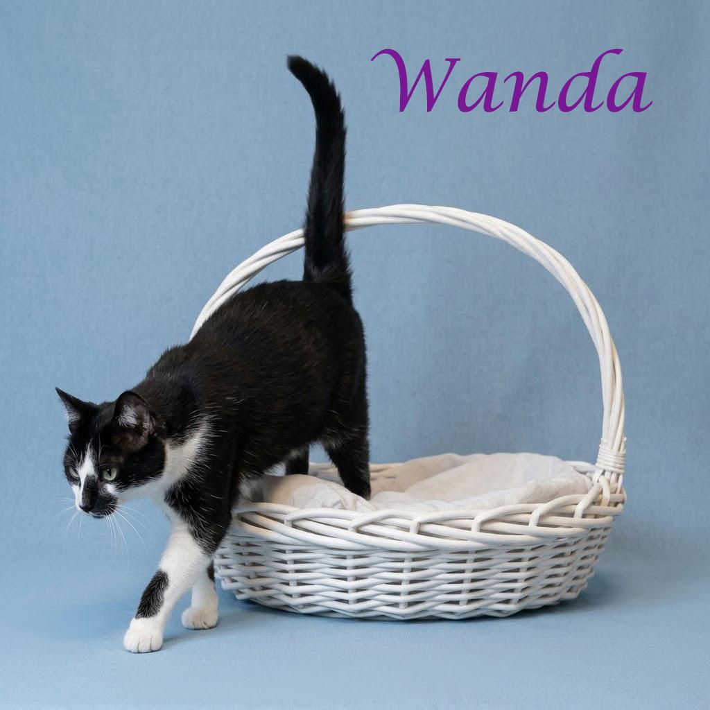 Wanda C26-135, a Adoptable Domestic Short Hair in Lebanon, TN image 2/6