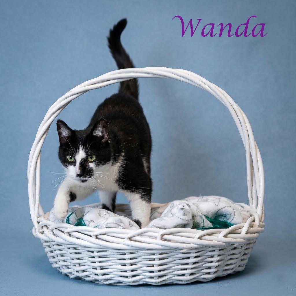 Wanda C26-135, a Adoptable Domestic Short Hair in Lebanon, TN image 3/6
