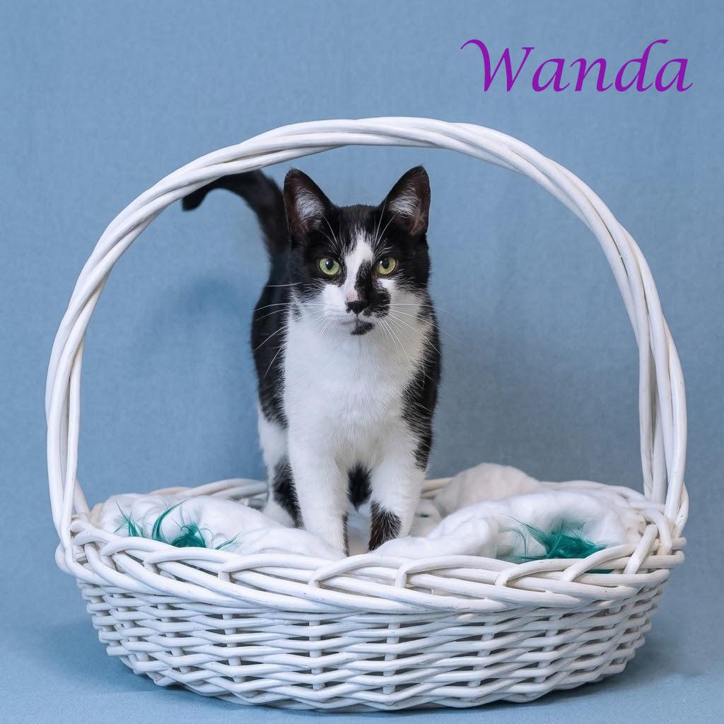 Wanda C26-135, a Adoptable Domestic Short Hair in Lebanon, TN image 4/6