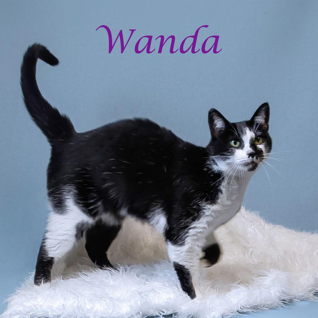 Wanda C26-135, a Adoptable Domestic Short Hair in Lebanon, TN image 5/6