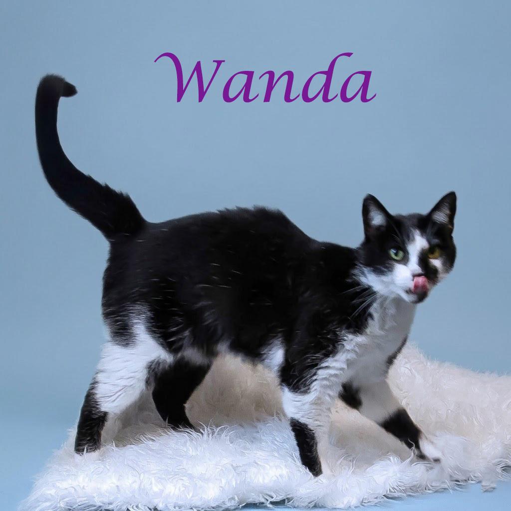 Wanda C26-135, a Adoptable Domestic Short Hair in Lebanon, TN image 6/6