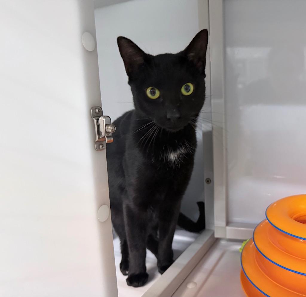 Cedarwood, Adoptable, Young Male Domestic Short Hair.