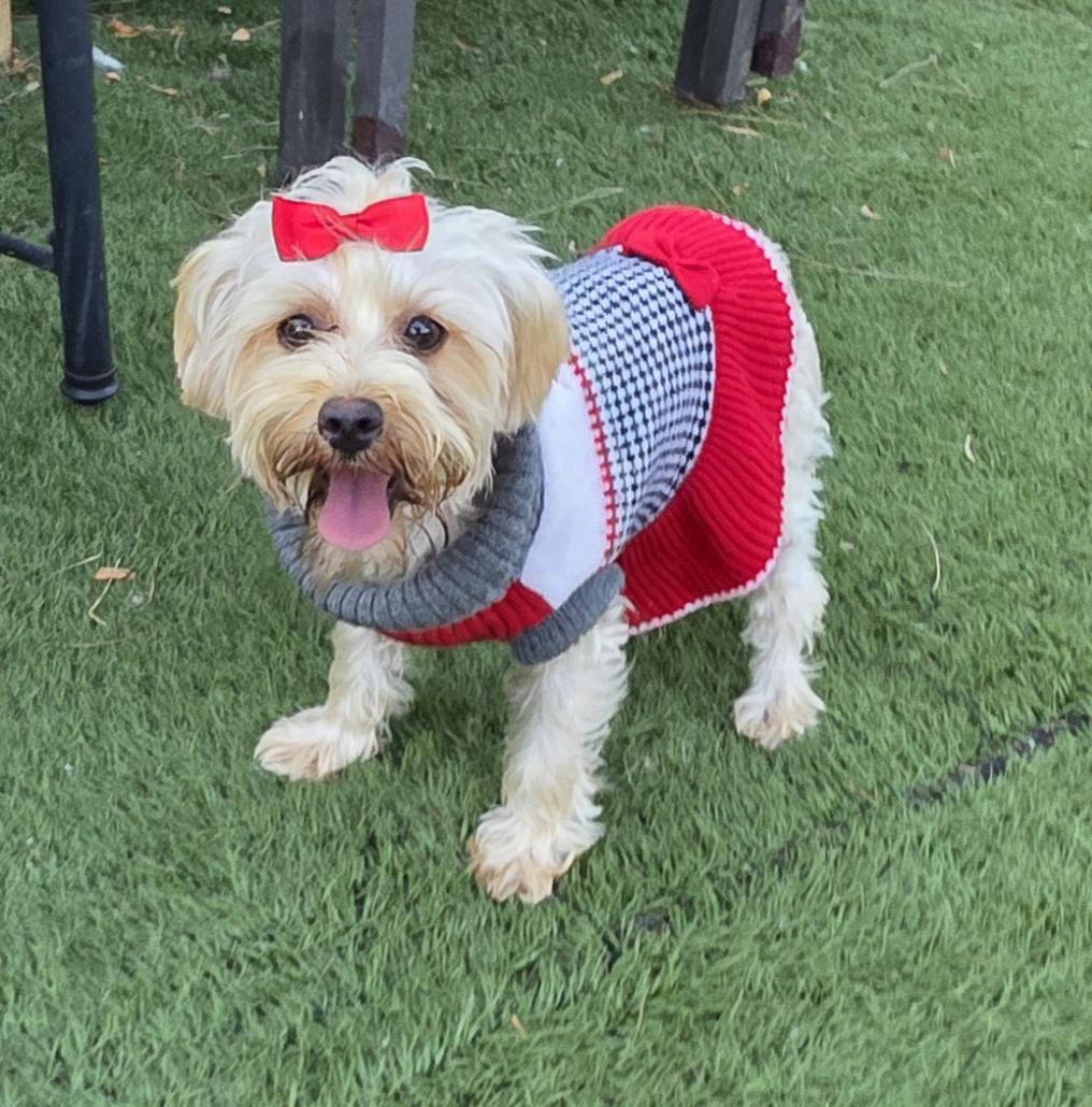 Enlarge Lee, a ADOPTABLE Yorkshire Terrier in Fallbrook, CA image 5/6
