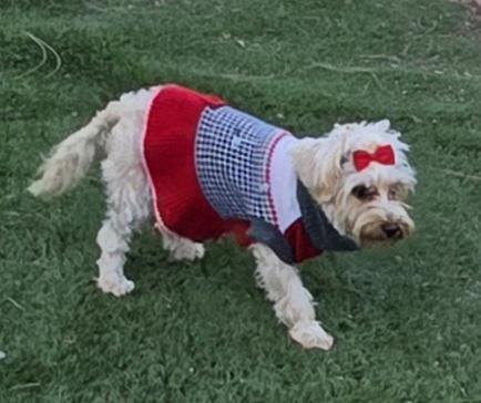Enlarge Lee, a ADOPTABLE Yorkshire Terrier in Fallbrook, CA image 2/6