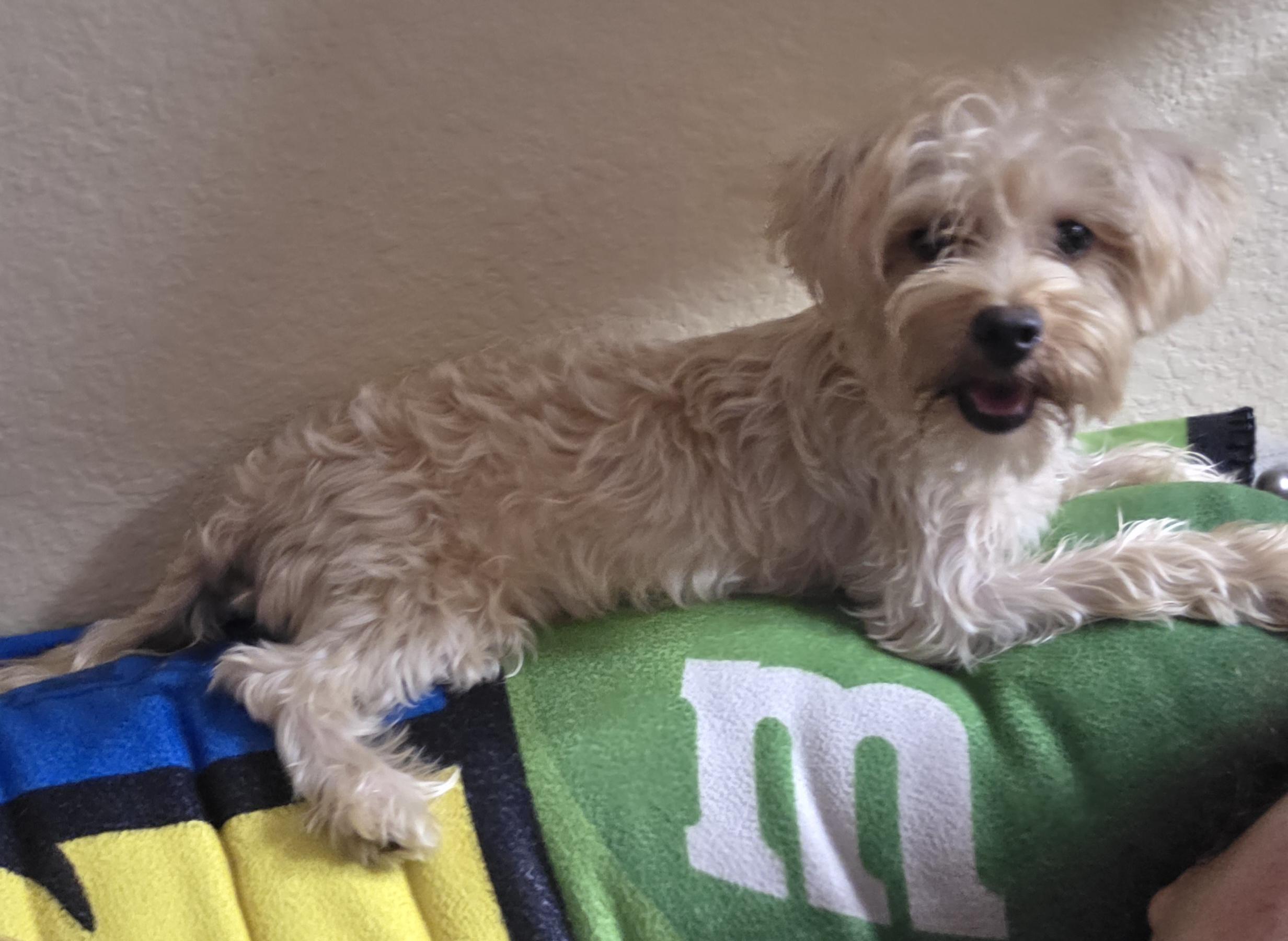 Enlarge Lee, a ADOPTABLE Yorkshire Terrier in Fallbrook, CA image 6/6