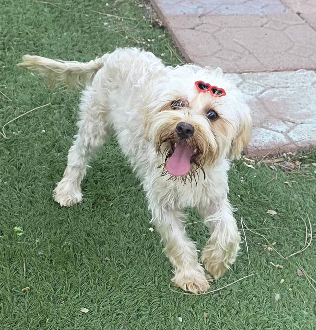Enlarge Lee, a ADOPTABLE Yorkshire Terrier in Fallbrook, CA image 1/6