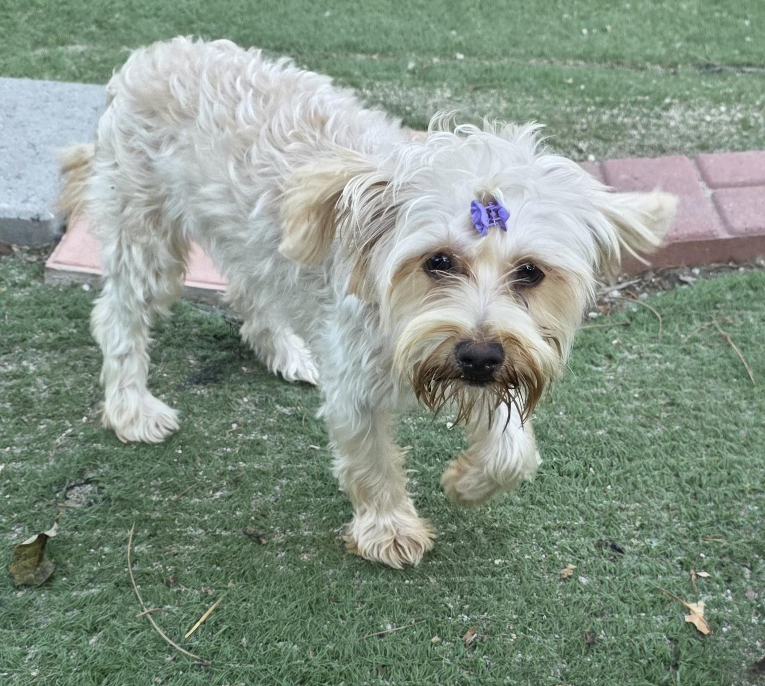 Enlarge Lee, a ADOPTABLE Yorkshire Terrier in Fallbrook, CA image 3/6
