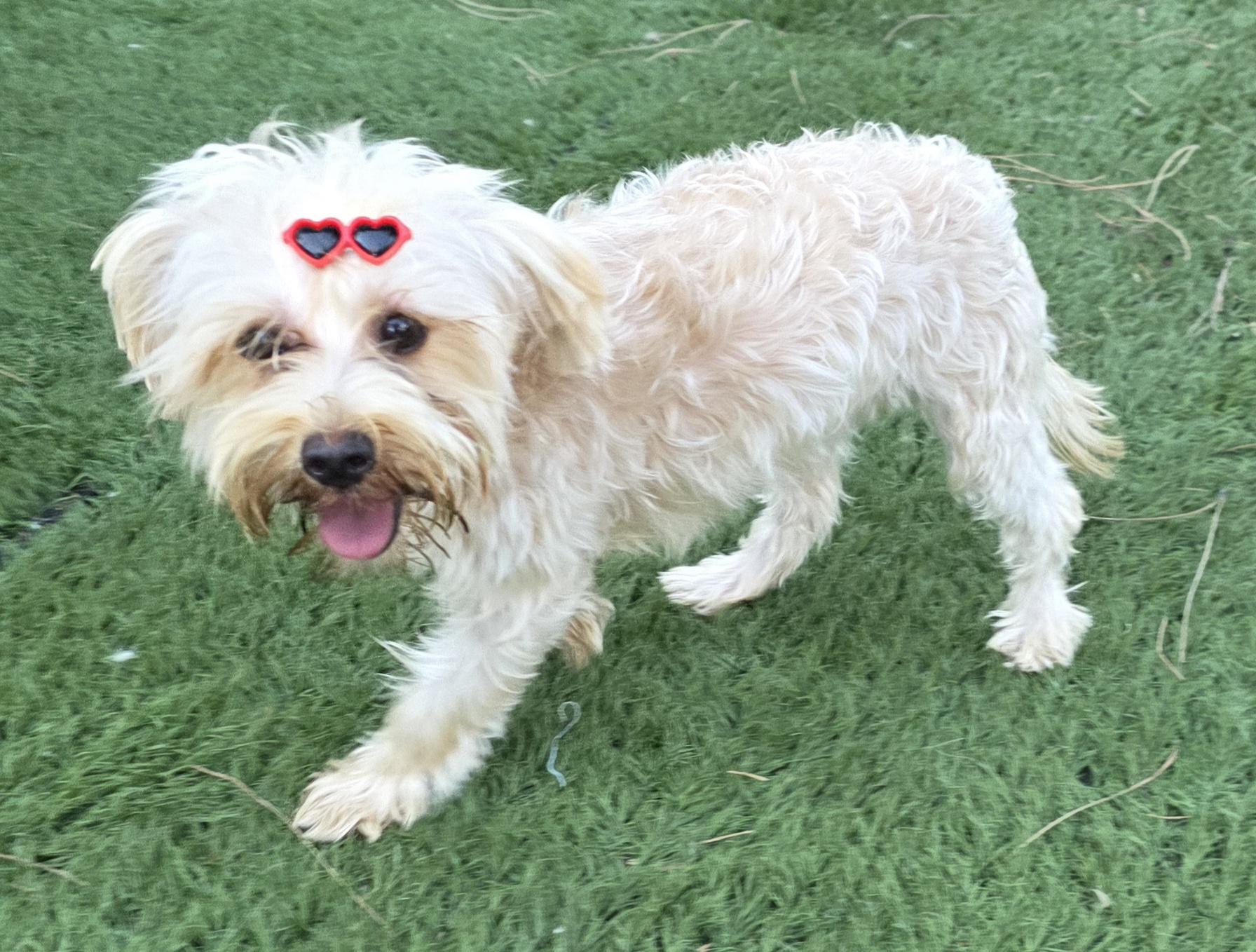 Enlarge Lee, a ADOPTABLE Yorkshire Terrier in Fallbrook, CA image 4/6