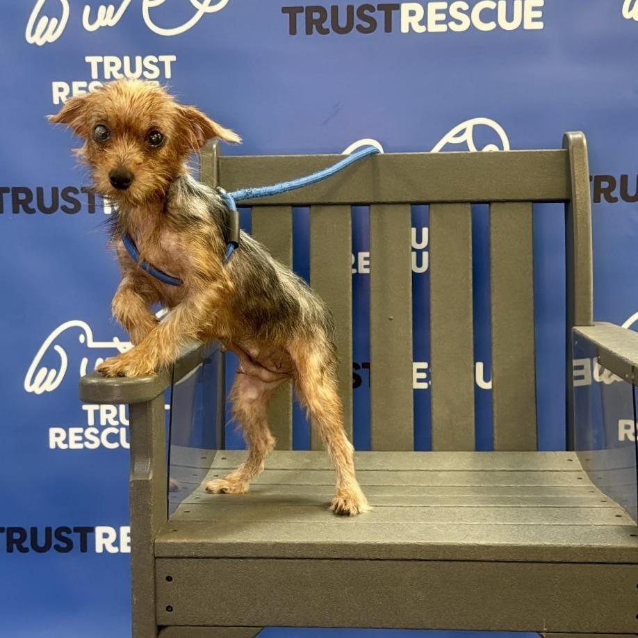 Enlarge GABBI, a Adoptable Yorkshire Terrier in Berlin, NJ image 1/6