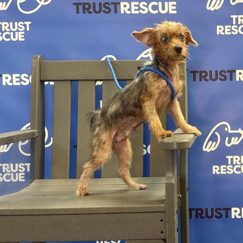 Enlarge GABBI, a Adoptable Yorkshire Terrier in Berlin, NJ image 2/6