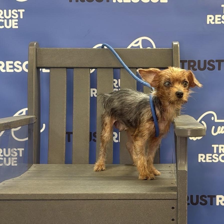 Enlarge GABBI, a Adoptable Yorkshire Terrier in Berlin, NJ image 3/6