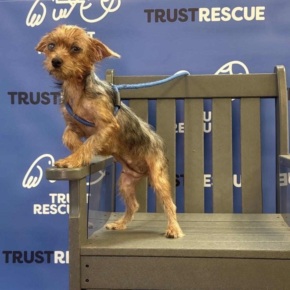 Enlarge GABBI, a Adoptable Yorkshire Terrier in Berlin, NJ image 4/6