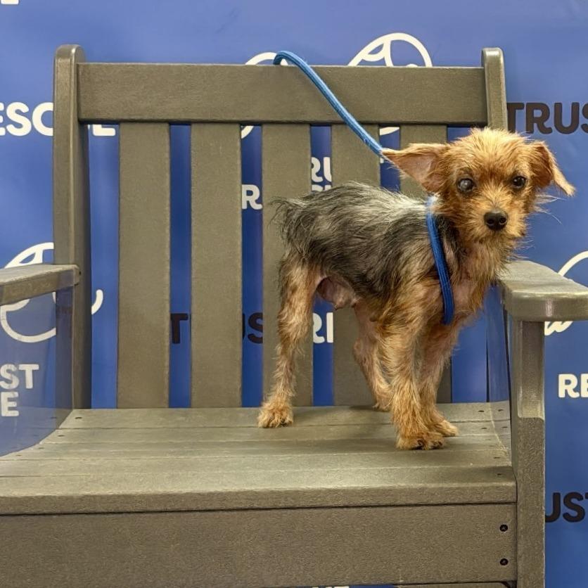 Enlarge GABBI, a Adoptable Yorkshire Terrier in Berlin, NJ image 5/6