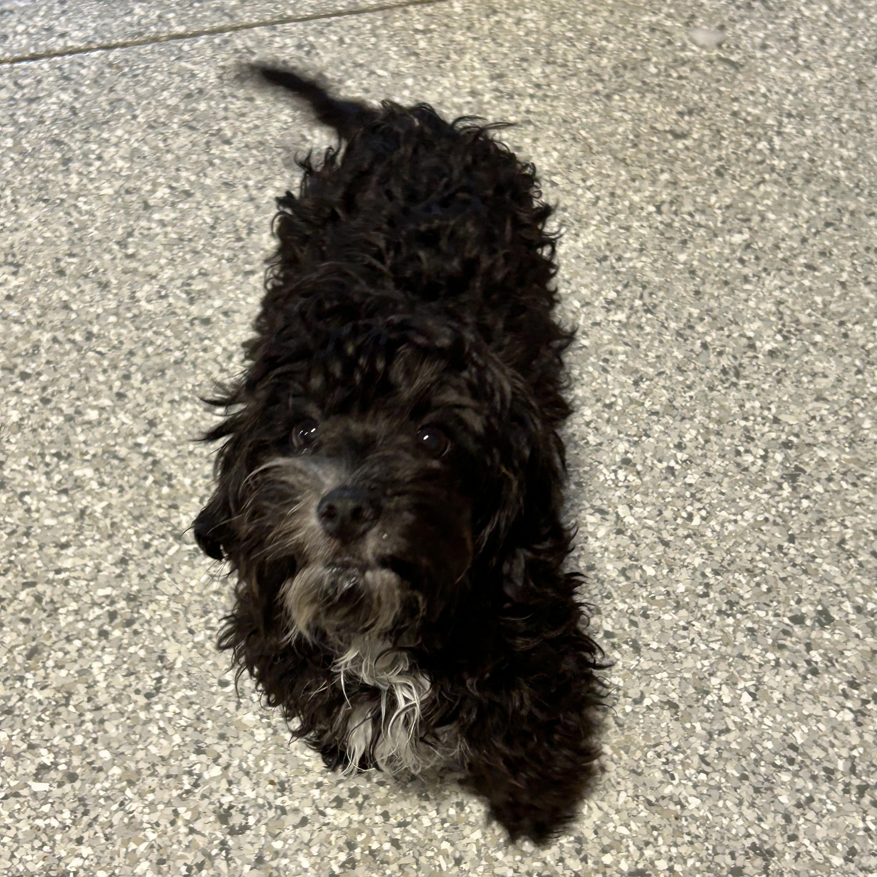 Bindy, an adoptable Cavapoo, Miniature Poodle in Antwerp, OH, 45813 | Photo Image 1