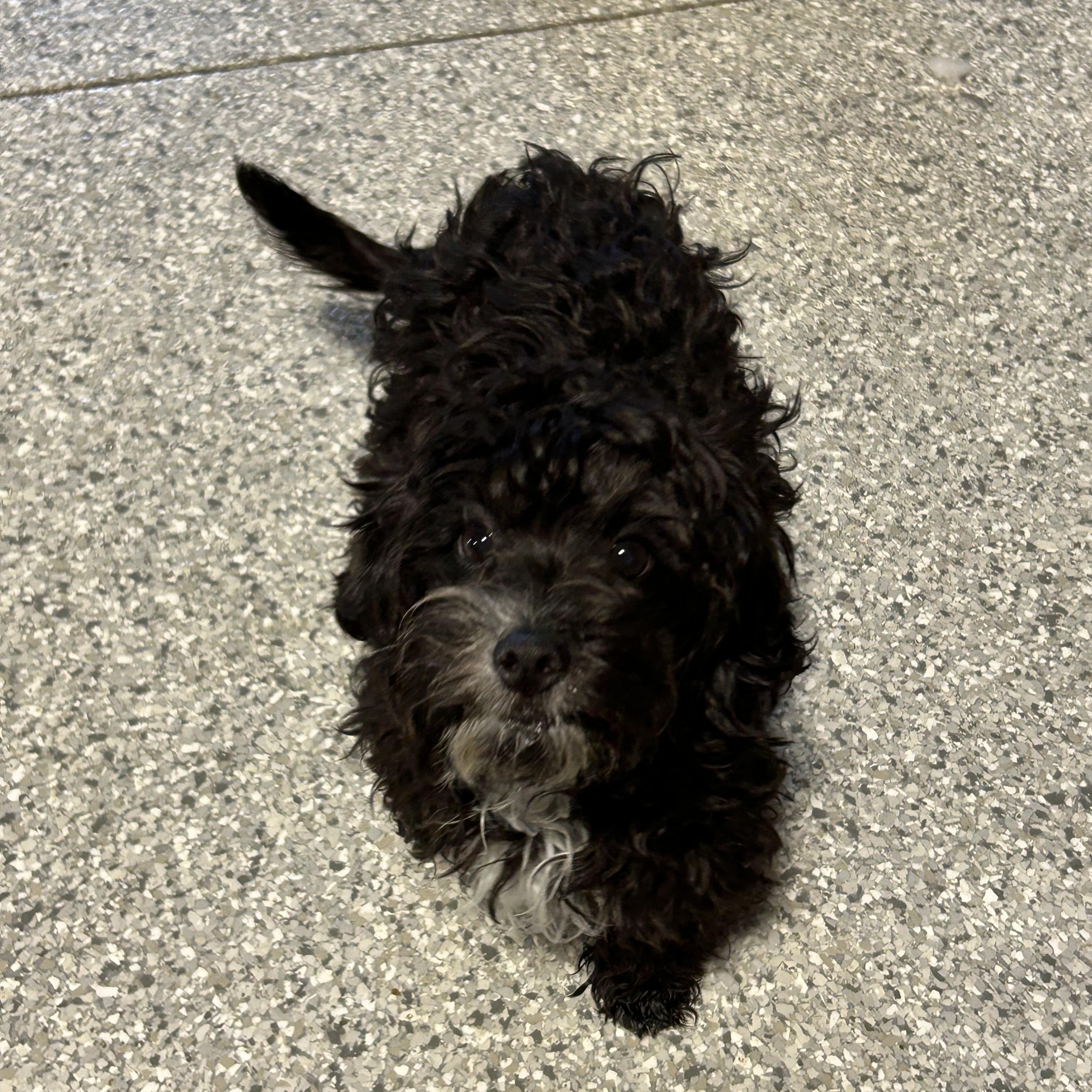 Bindy, an adoptable Cavapoo, Miniature Poodle in Antwerp, OH, 45813 | Photo Image 4