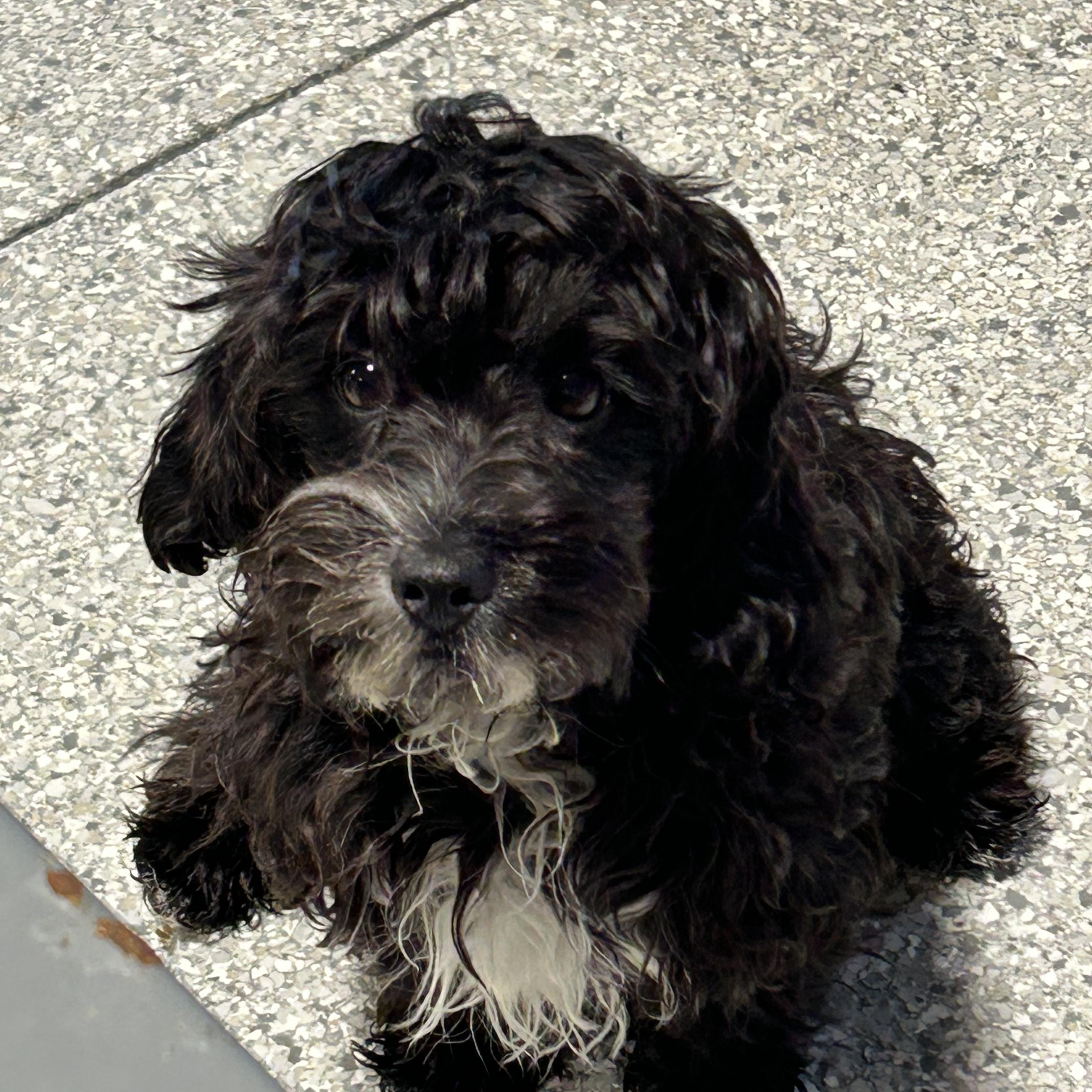 Bindy, an adoptable Cavapoo, Miniature Poodle in Antwerp, OH, 45813 | Photo Image 2