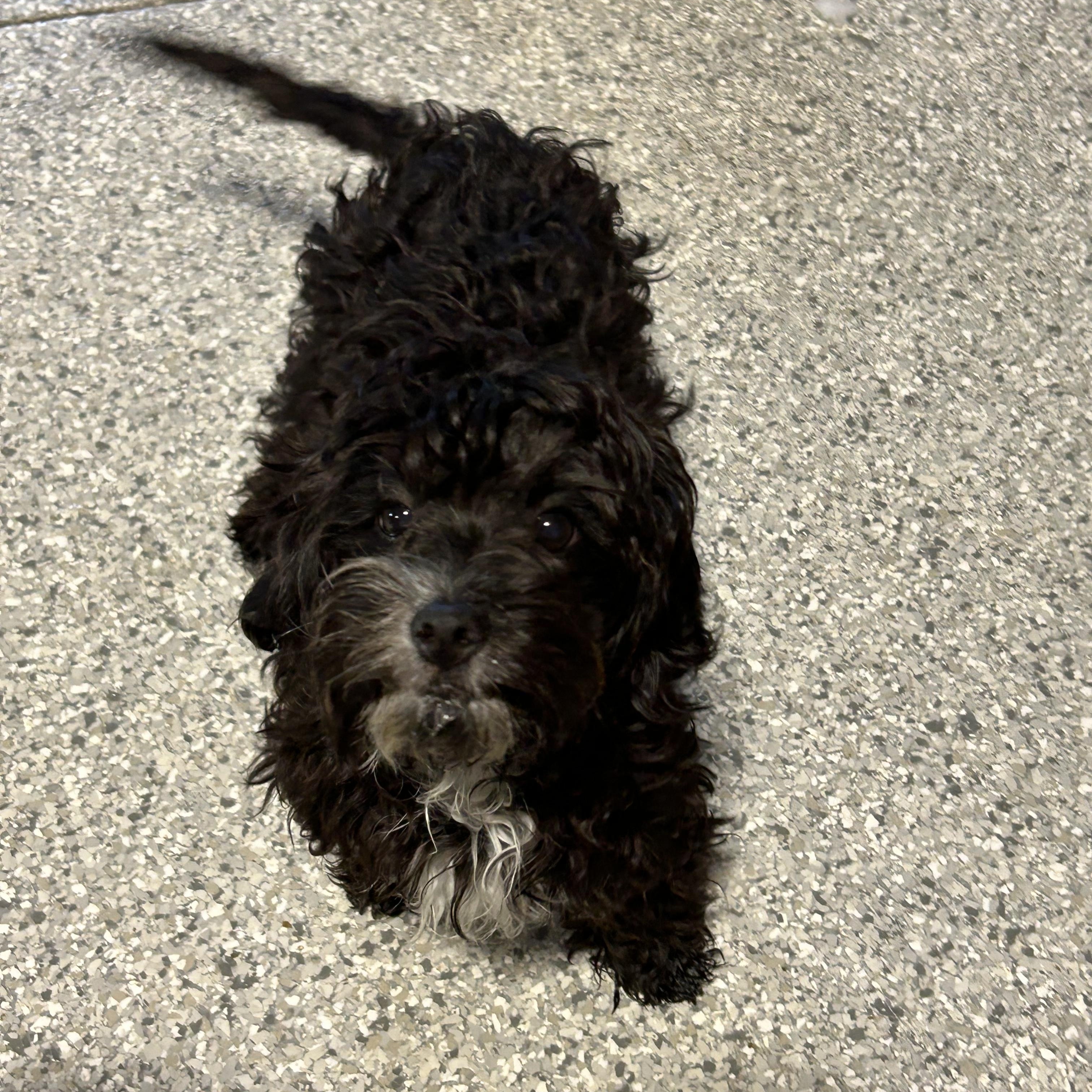 Bindy, an adoptable Cavapoo, Miniature Poodle in Antwerp, OH, 45813 | Photo Image 3