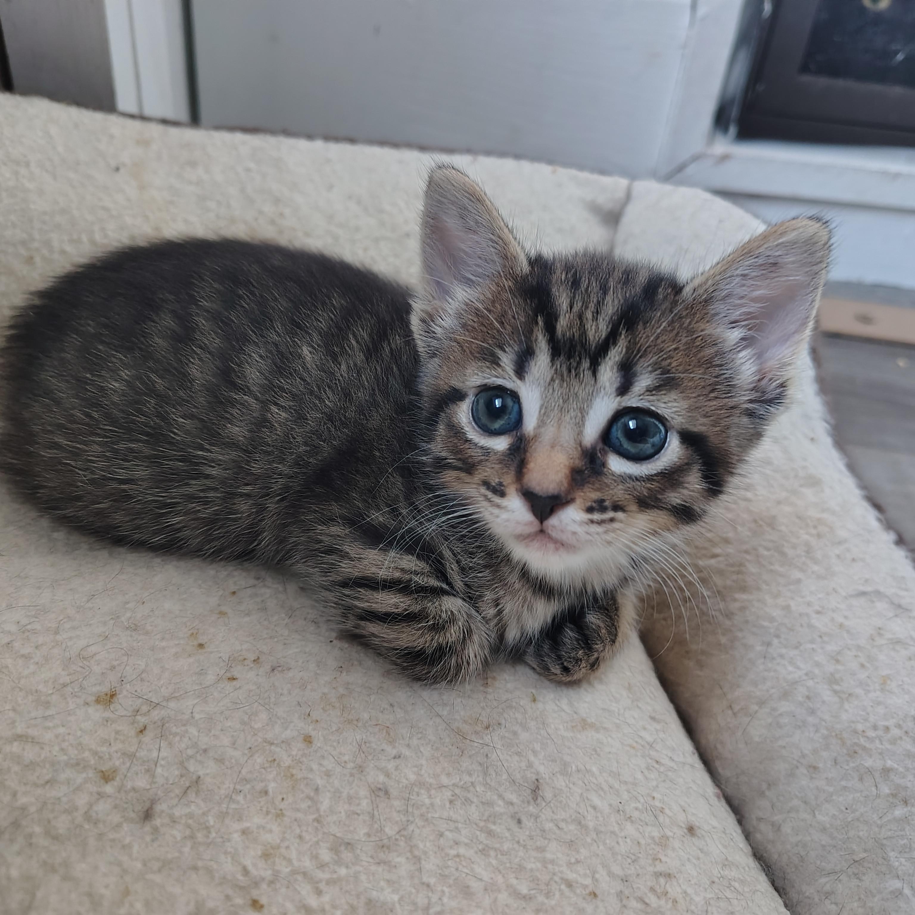 Enlarge Hannah, a ADOPTABLE Domestic Short Hair in Ionia, MI image 1/1