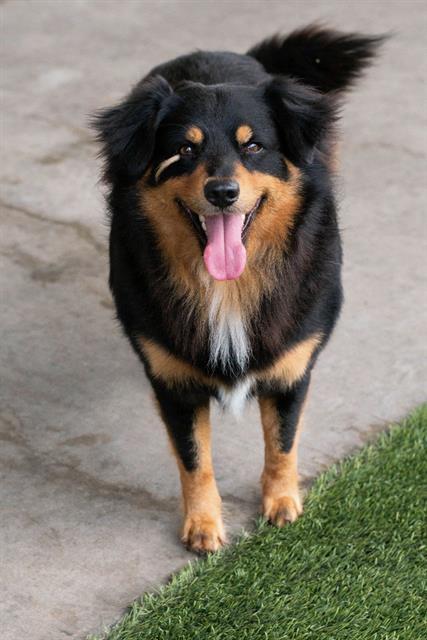 Enlarge BEAR, a Adoptable mixed breed in Baytown, TX image 1/1