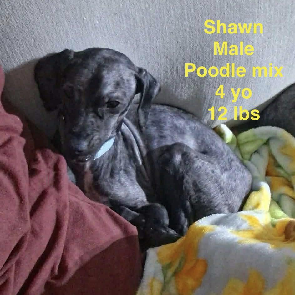 Shawn, ADOPTABLE, Adult Male Poodle (Toy).