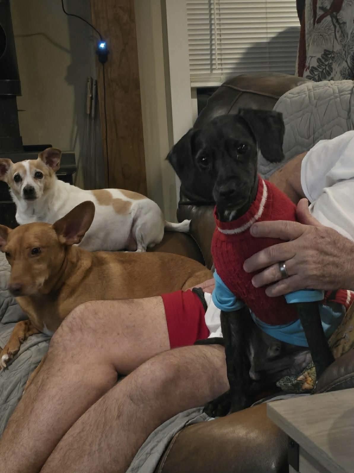 Enlarge Shawn, a hold mixed breed in Westwood, NJ image 3/4