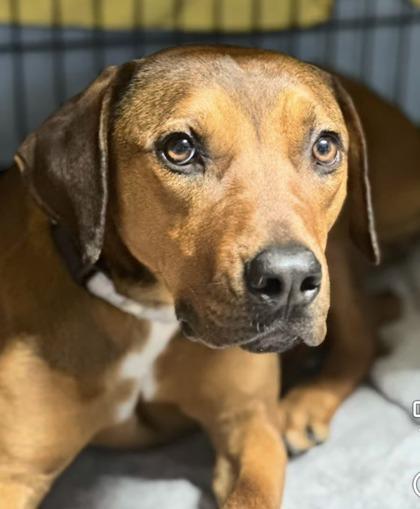 Elayna, Adoptable, Young Female Hound & Doberman Pinscher.