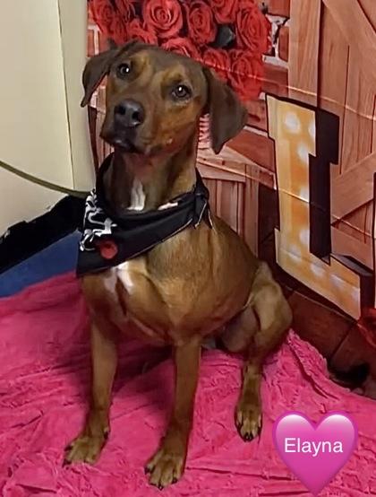 Elayna, a Adoptable mixed breed in Bridgewater, NJ image 1/2